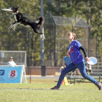 aim high canines dog act