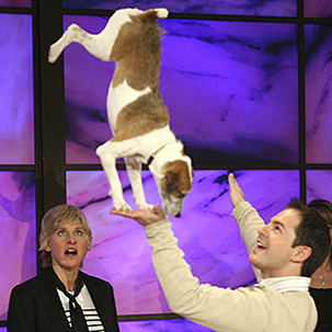 All-Star Stunt Dog Show