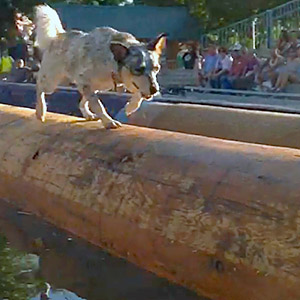 All-Star Stunt Dog Show