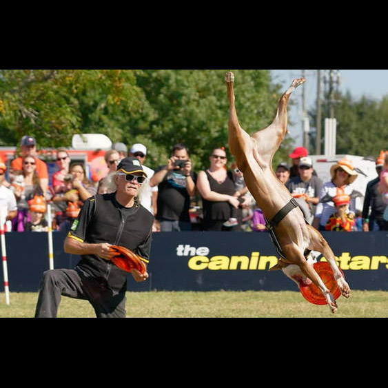 canine stars stunt dog shows