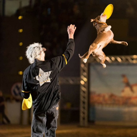 Good Karma K9Z Canine Dog Entertainment Act