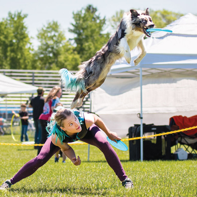 Sara Carson Super Collies